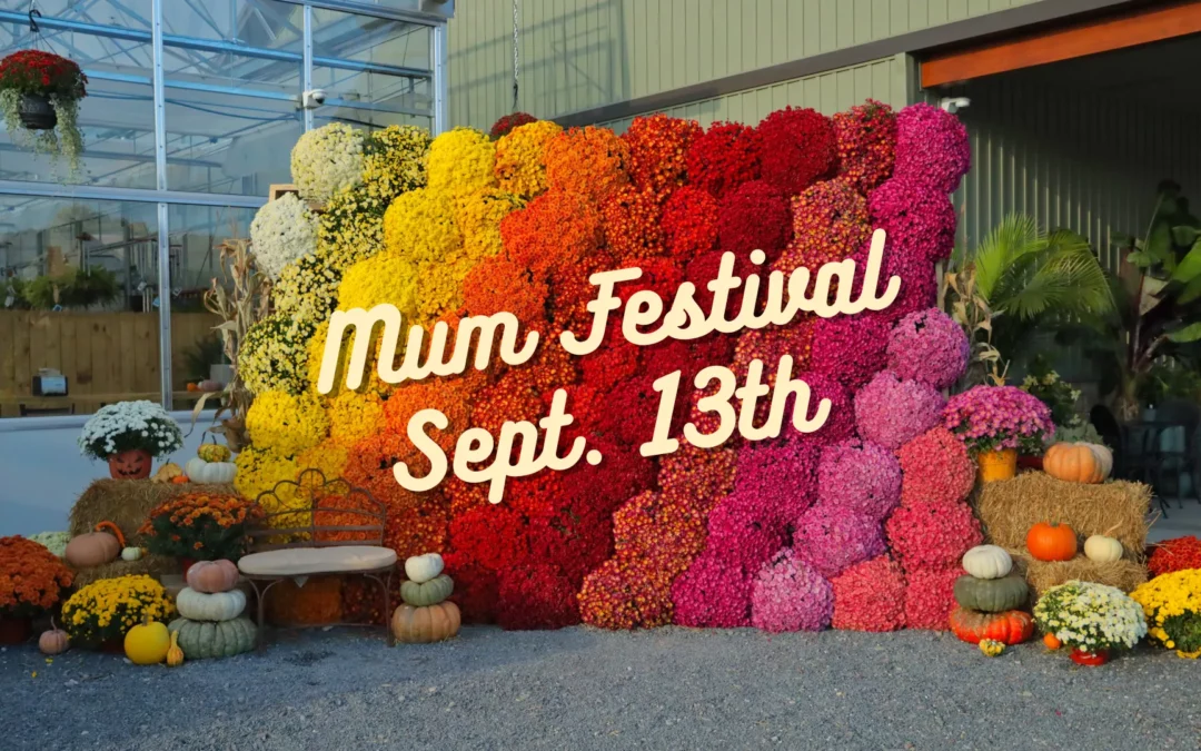 Mum Festival 2025