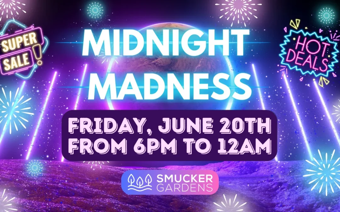 🌙 Midnight Madness 🌙