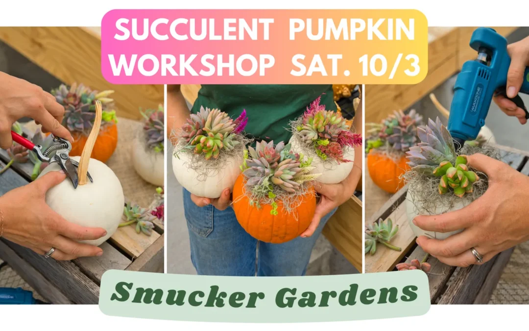 Succulent Pumpkin Workshop @ Smucker Gardens
