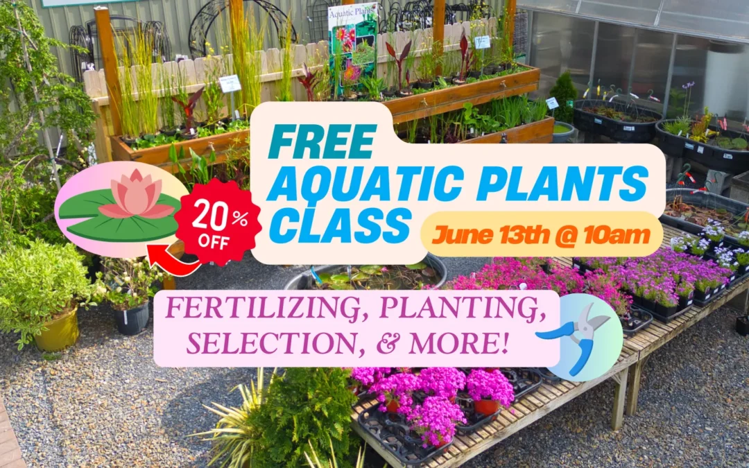 💧🪷  FREE AQUATIC PLANT CLASS  🌿💧