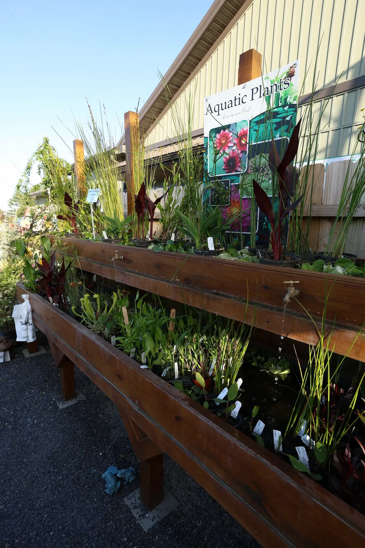 Aquatic Plants (Late April-September)