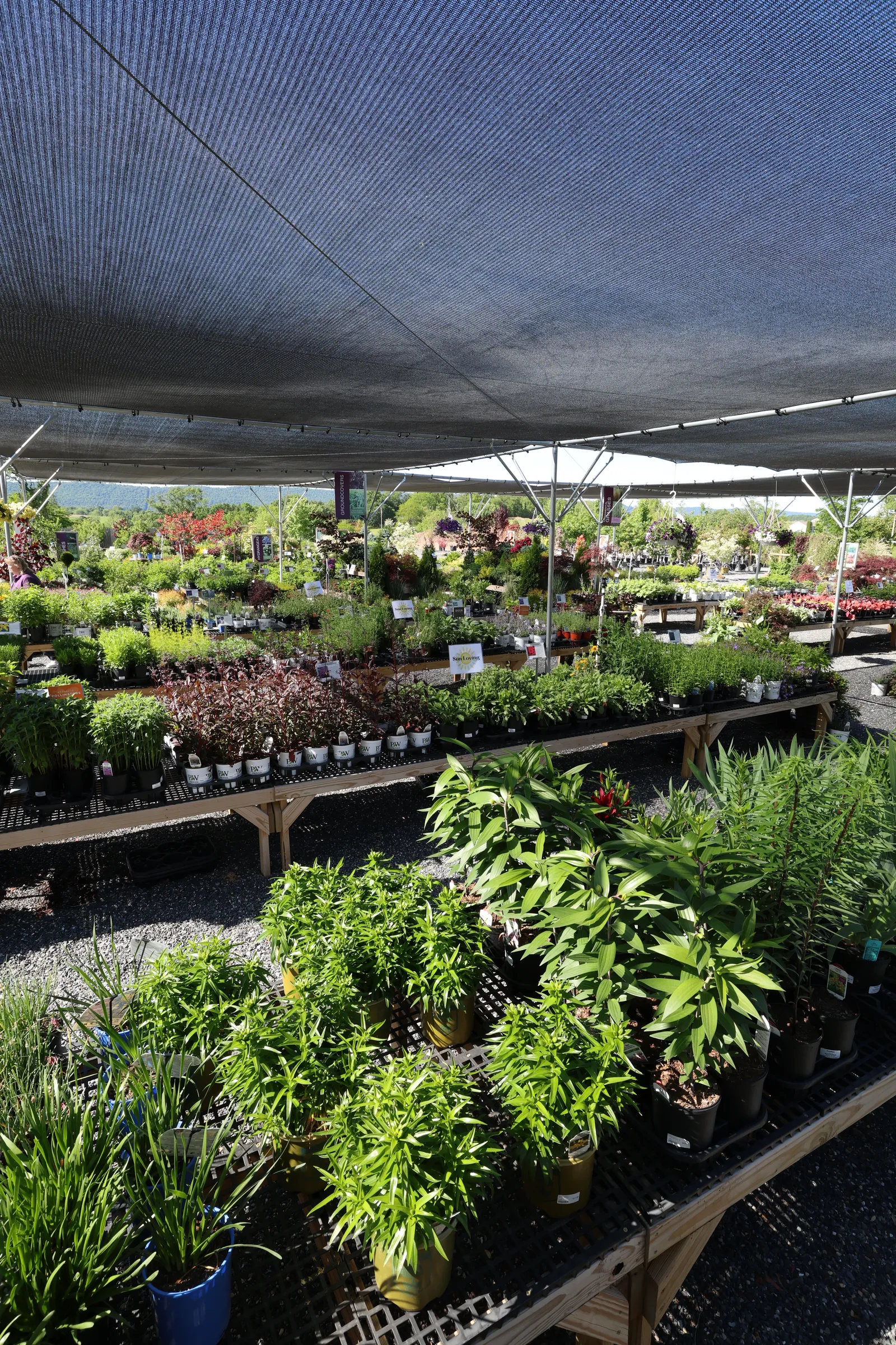 Perennials (Late March-October)